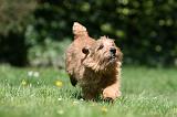 NORFOLK TERRIER 101